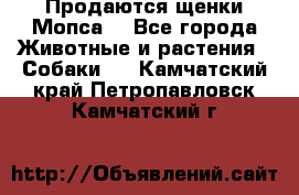 Продаются щенки Мопса. - Все города Животные и растения » Собаки   . Камчатский край,Петропавловск-Камчатский г.